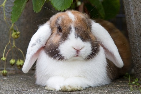 bunny sitting.jpg